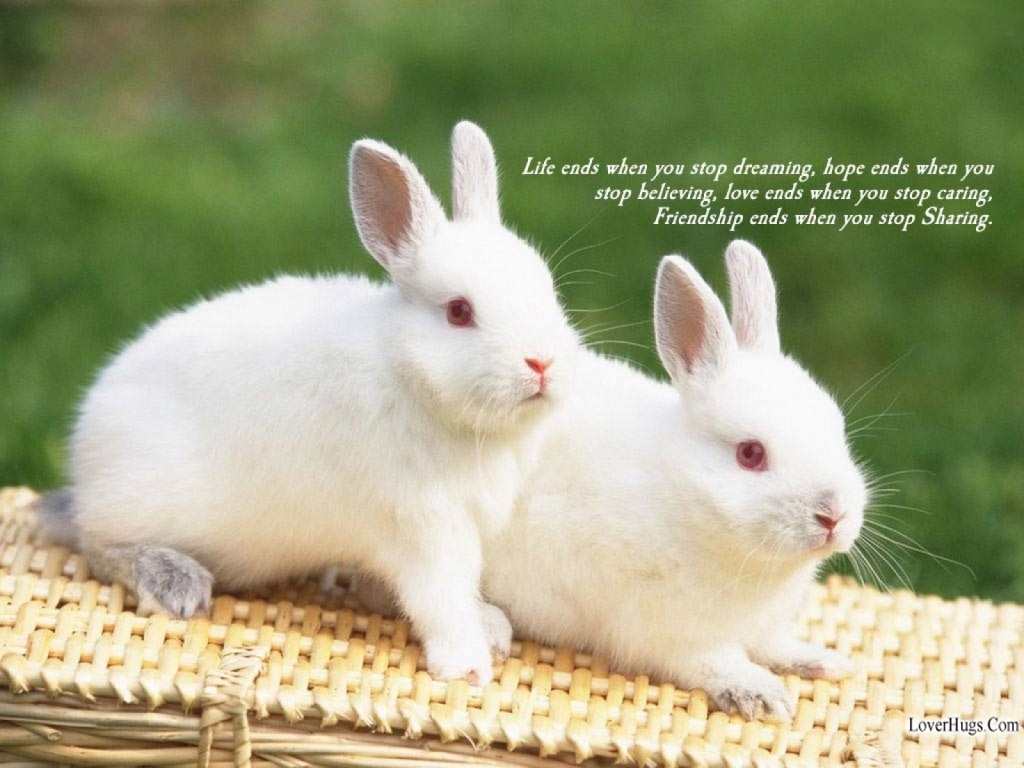 Cute Baby Bunnies 8005 Hd Wallpapers in Animals   Imagescicom
