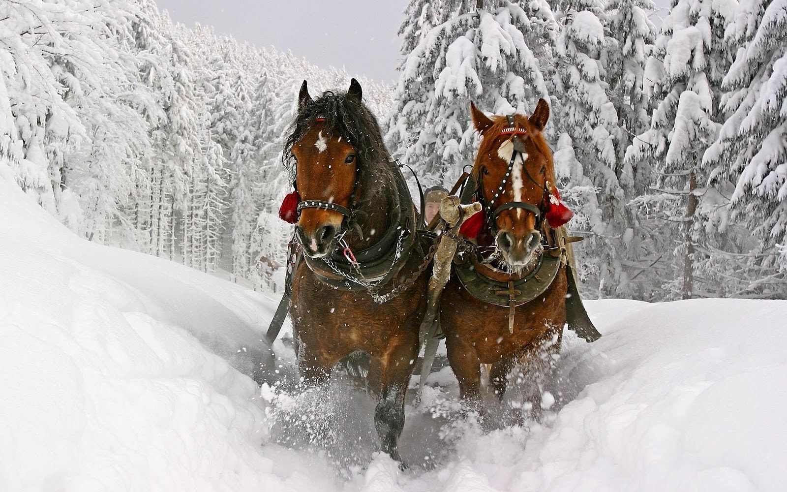 HD Animal Wallpaper With Two Brown Horses Running Through The Snow