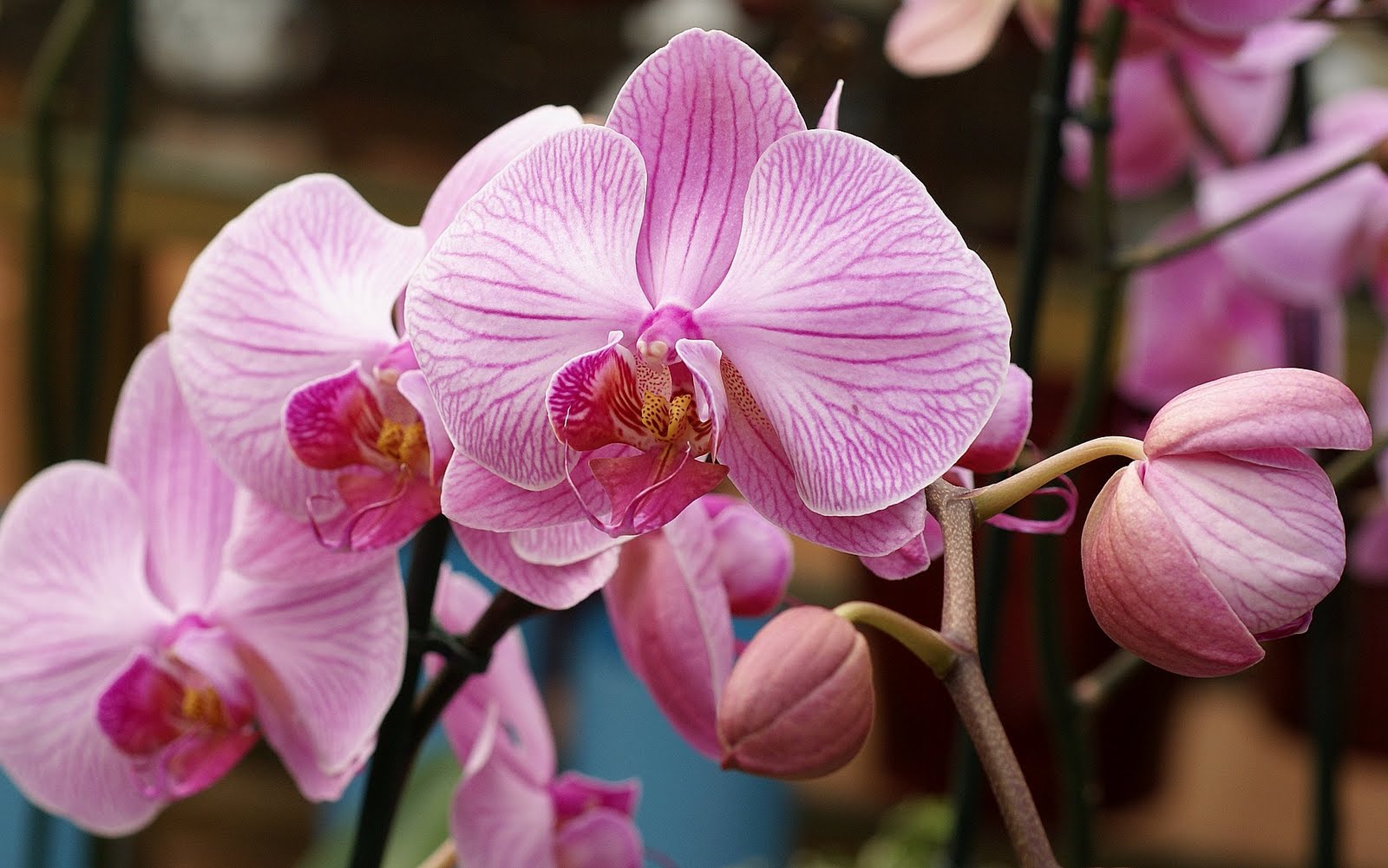 Pink Orchid Wallpaper Fancy