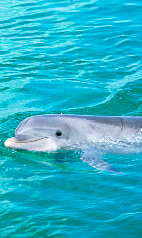 Dolphin blue live wallpaper for Android. Dolphin blue free download for  tablet and phone.