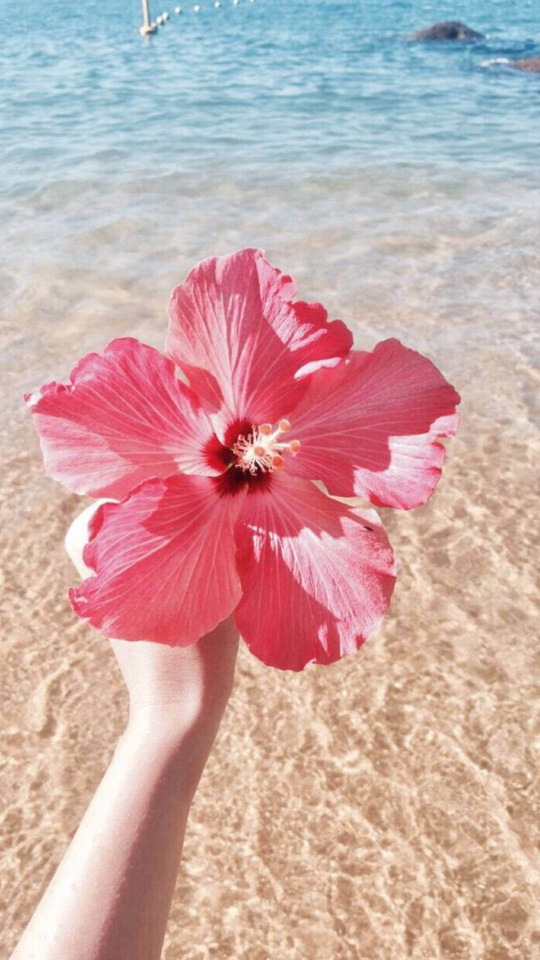 Top Hibiscus Wallpaper Full HD 4k To Use