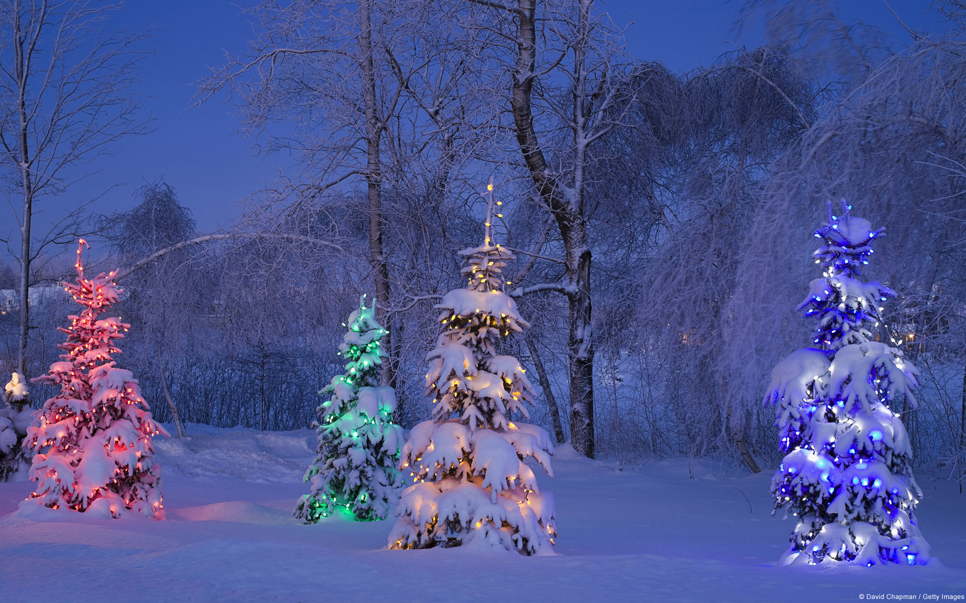 Four snow-covered Christmas trees illuminated with colorful lights in a winter wonderland