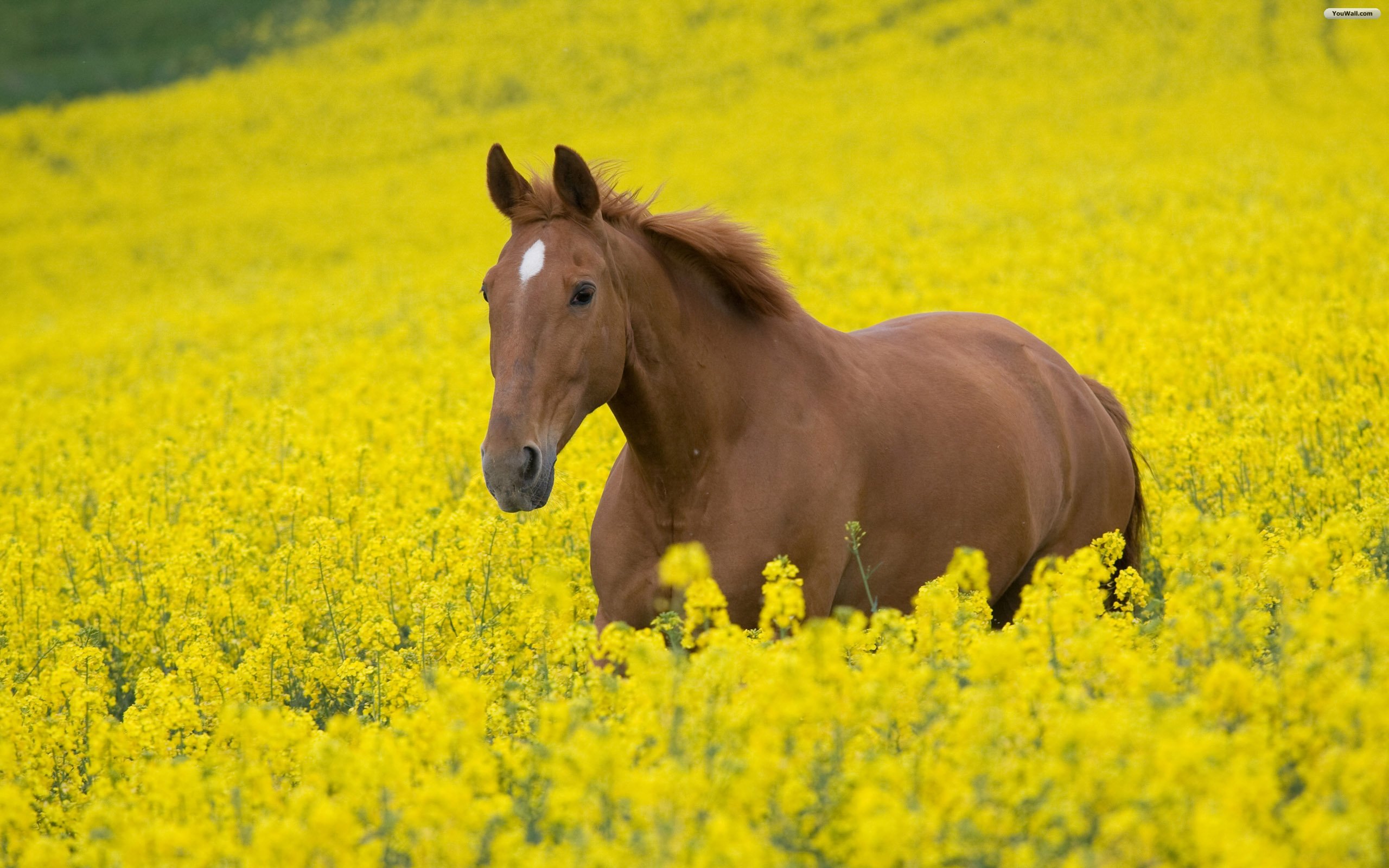 Horse And Flowers Wallpaper
