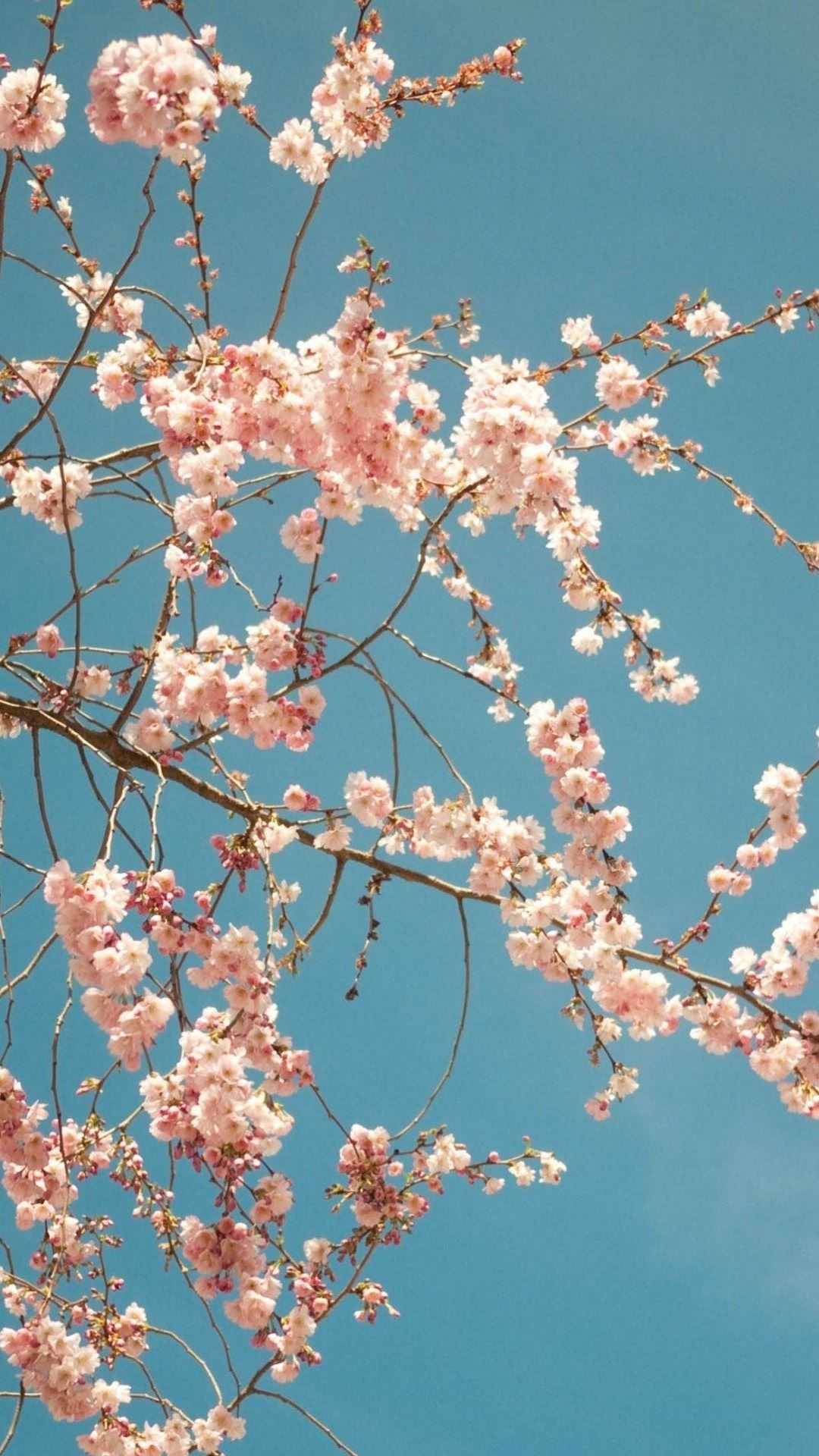 Sakura Wallpaper Ixpap
