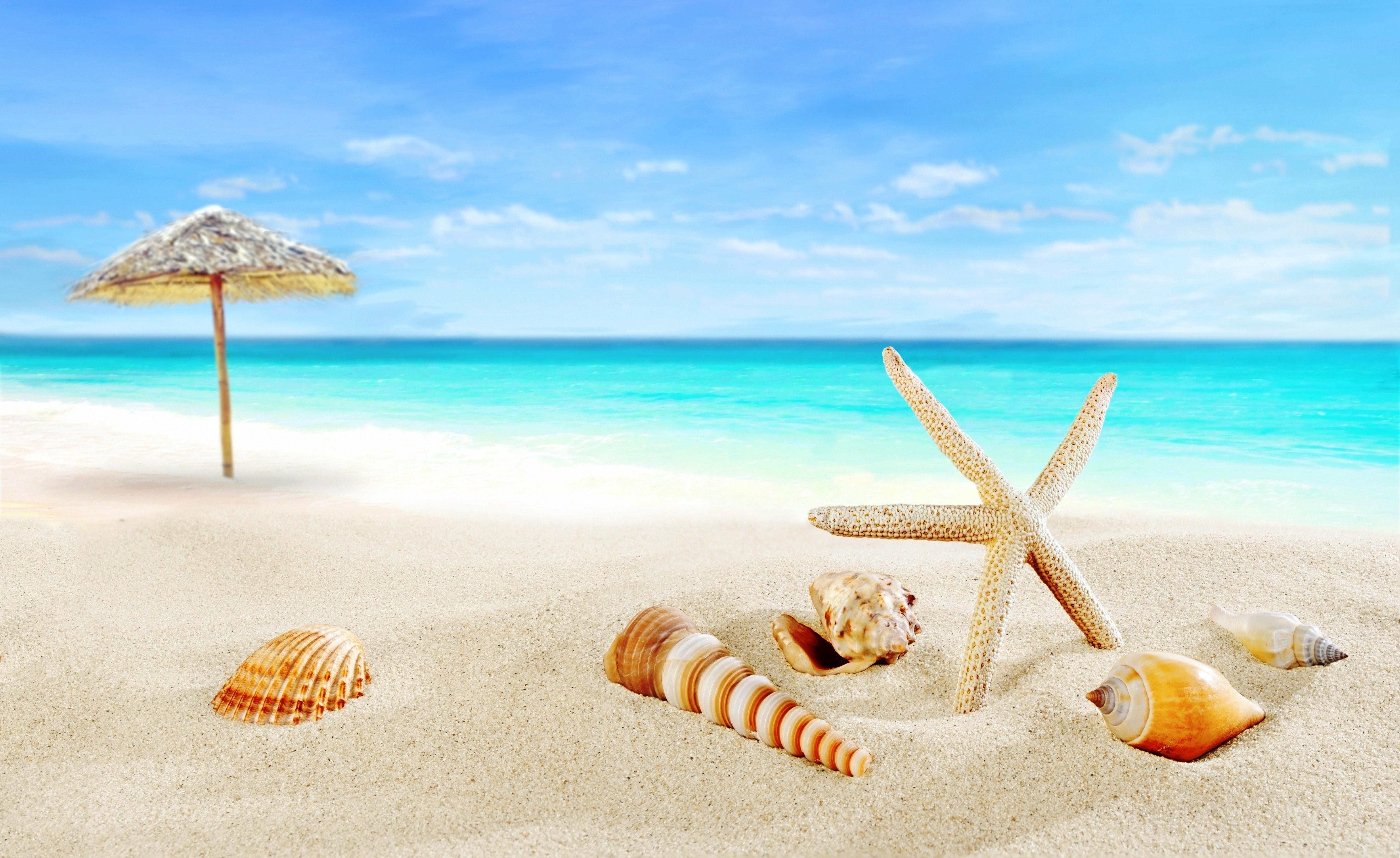 832280 4K 5K Shells Sea Starfish Summer Beach Sand   Rare