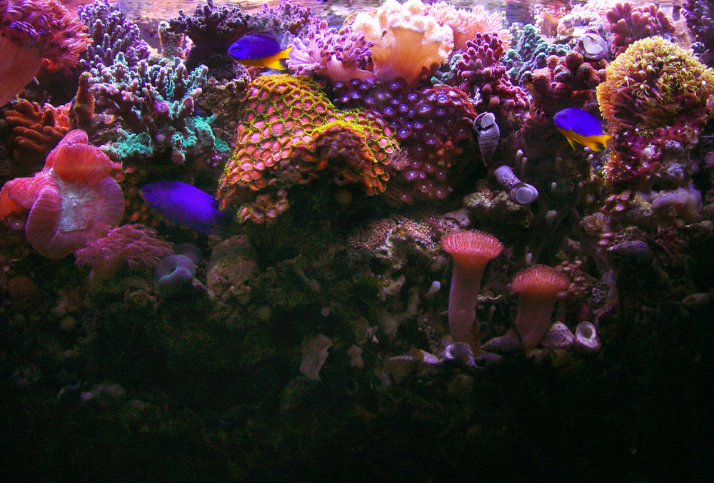 Garf S Reef Aquarium Wallpaper