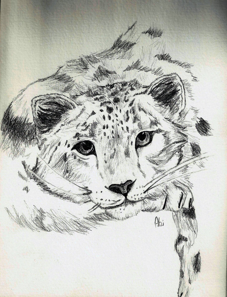 Pencil Drawing Snow Leopard By X91abi
