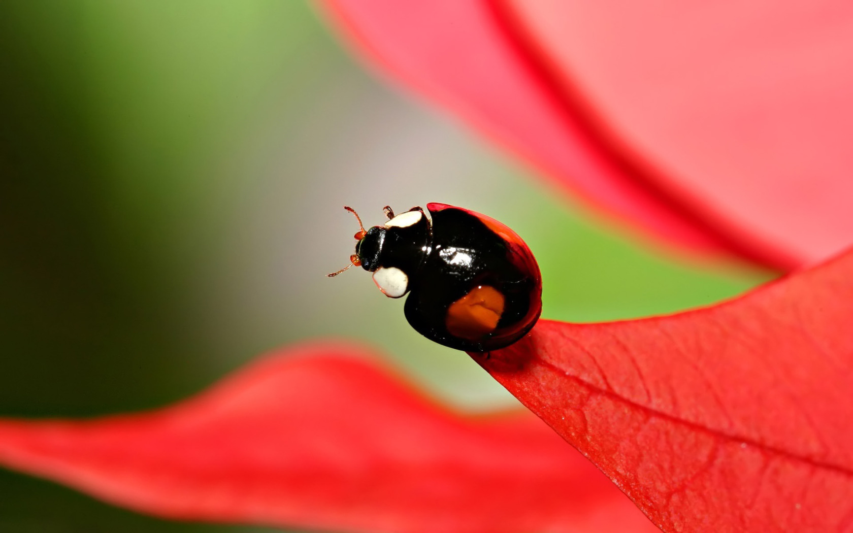 Black Ladybug Wallpaper