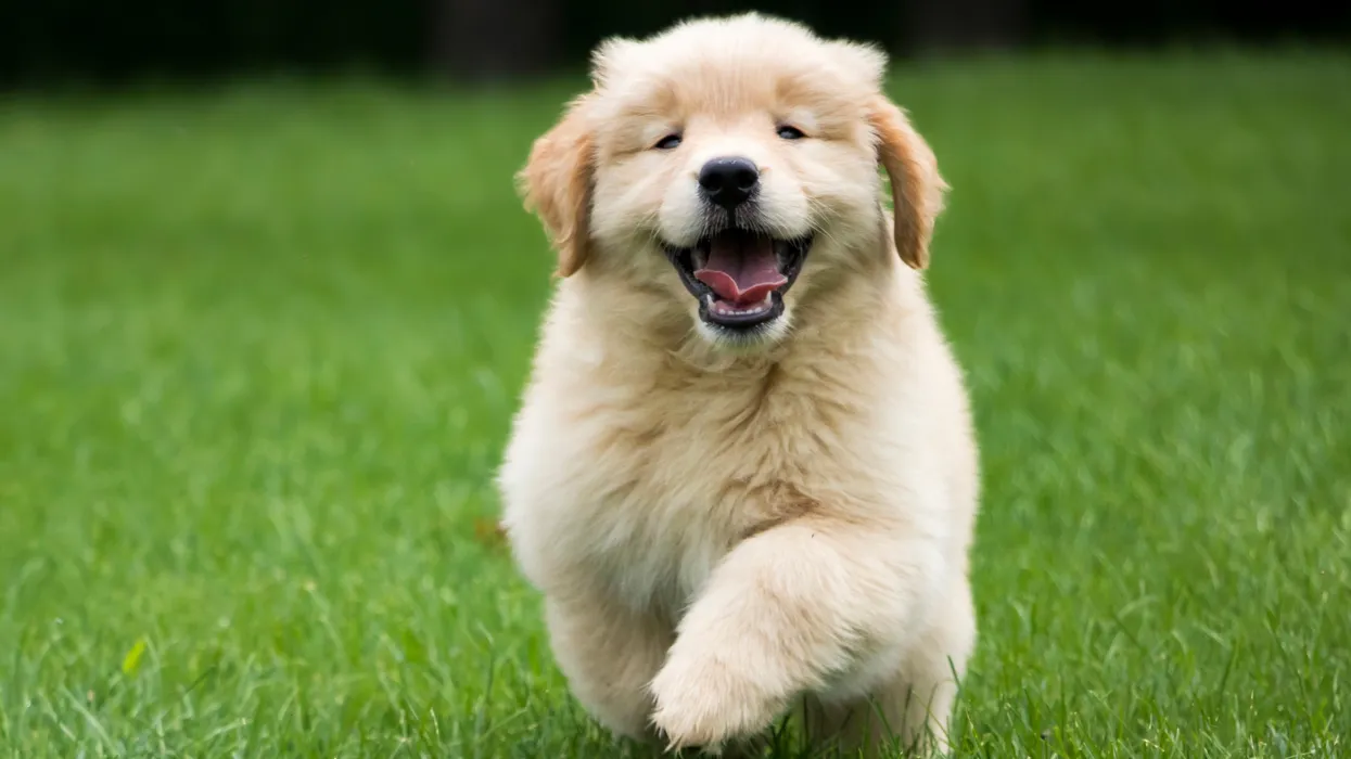 Getting A Puppy Wallpaper