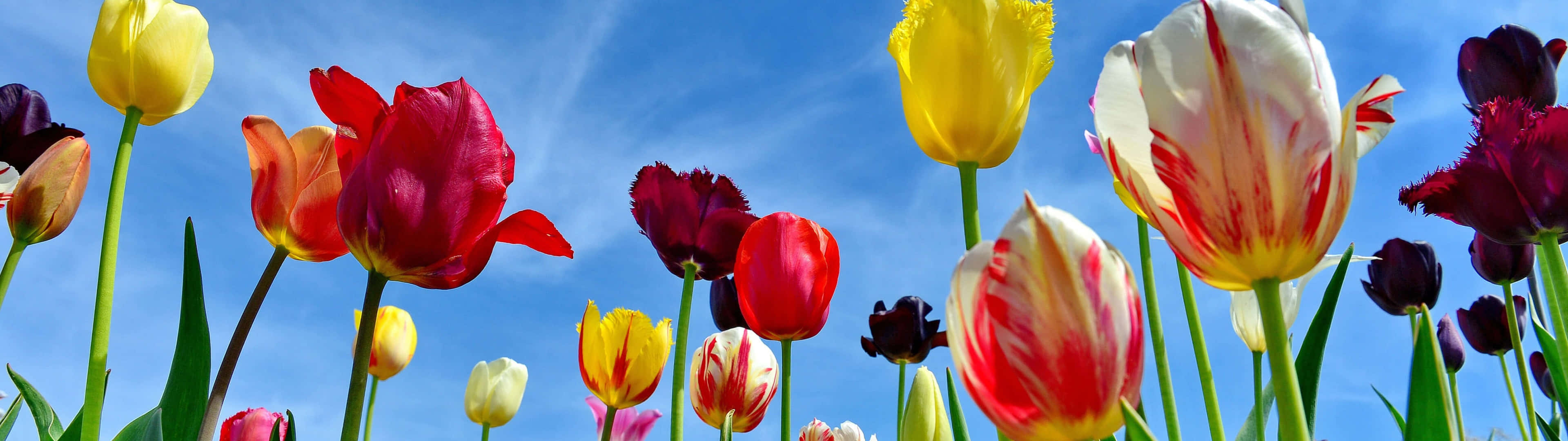 Spring Dual Monitor Wallpaper