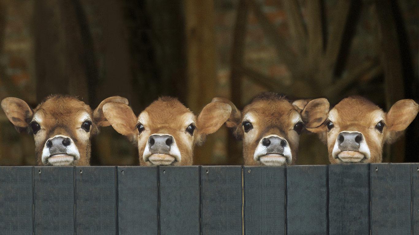 Jersey Cows In Stable Juniors