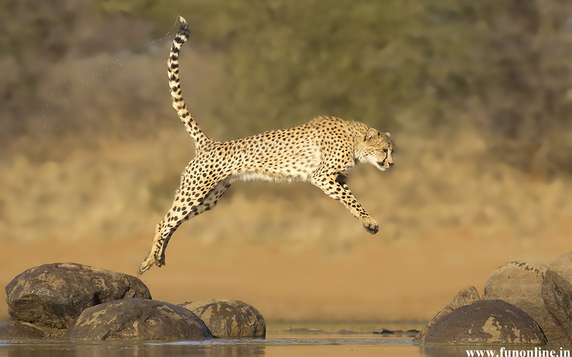 Cheetah Wallpaper Fastest Runner Cheetahs HD