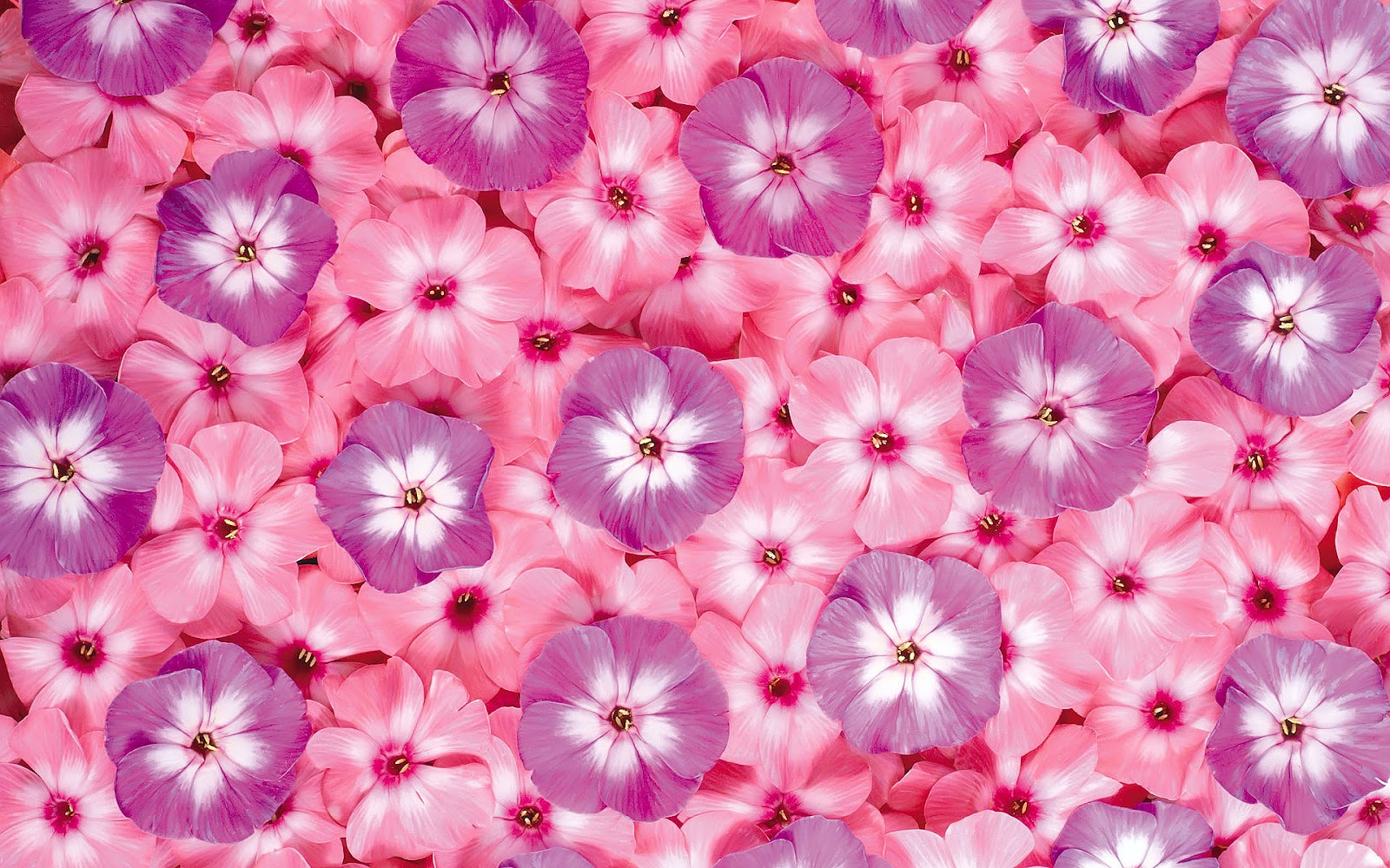 Wallpaper Flower Top Best HD For Desktop