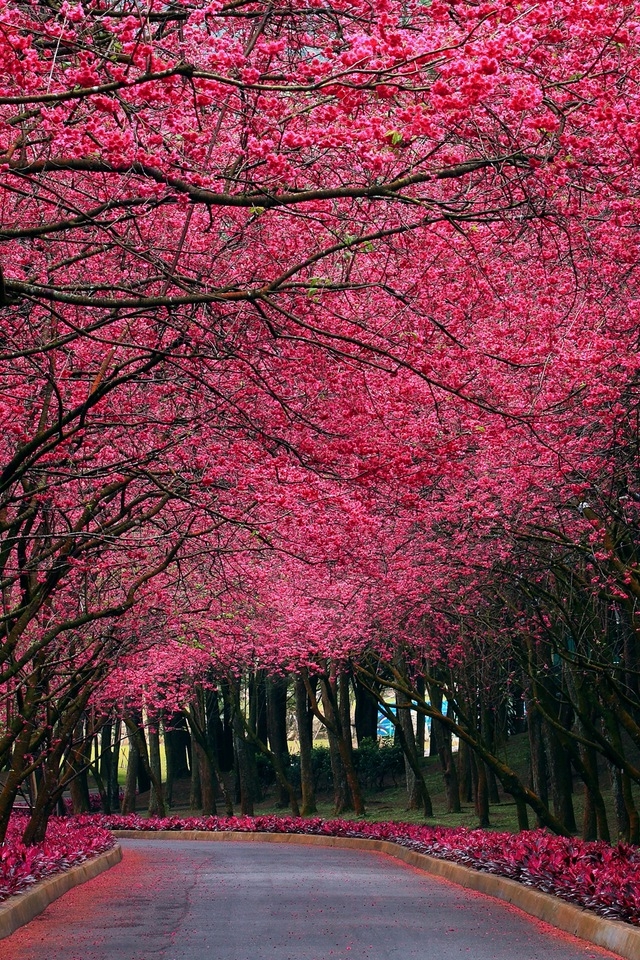 Sakura Trees iPhone HD Wallpaper