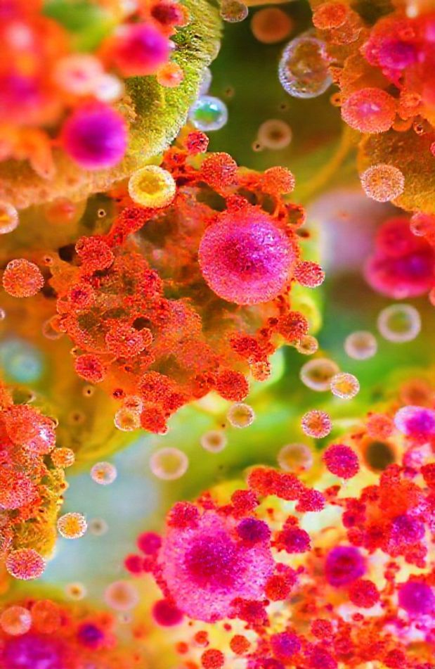 Biology Hd Wallpaper