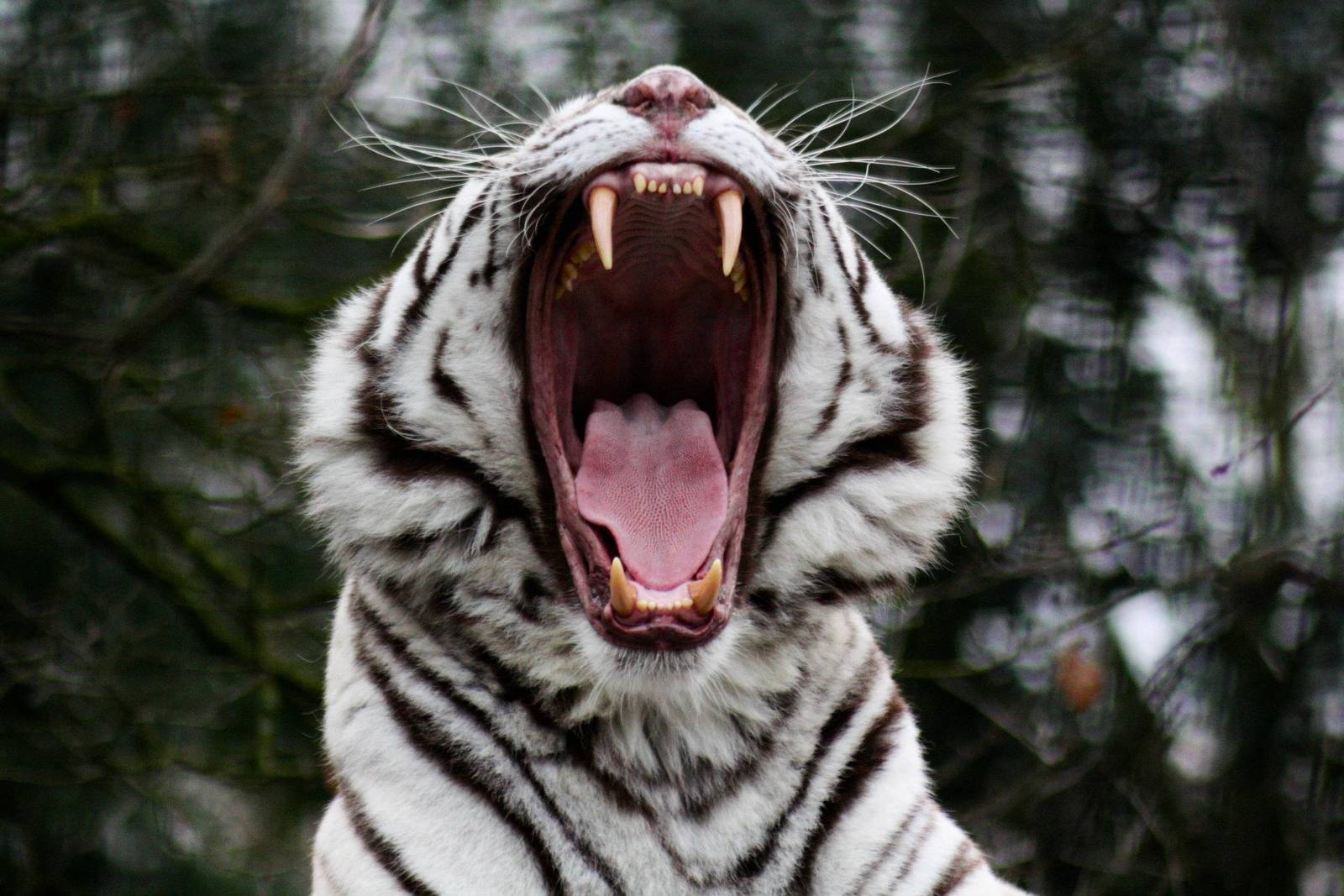  White tiger yawn beautiful action wallpaper Full HD Wallpapers 1600x1067