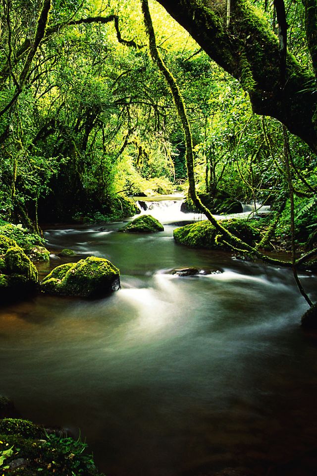 Tropical Rainforest iPhone Wallpaper Background