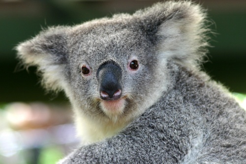 Cute Koala Bear Wallpaper