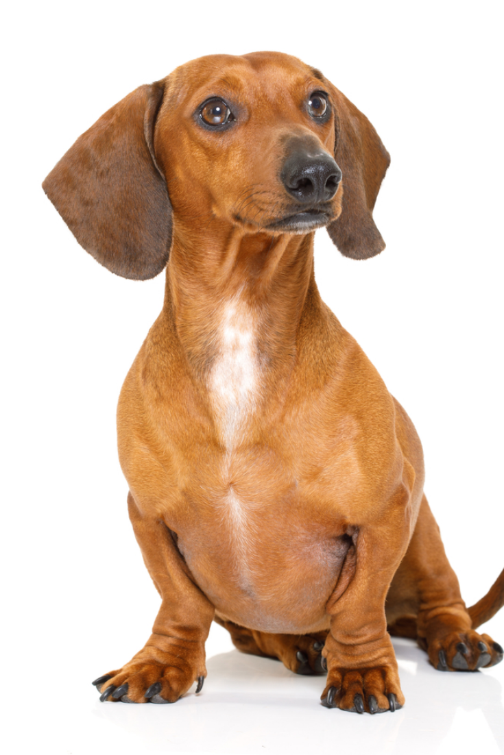 Sitting And Obedient Dachshund Or Sausage Dog Looking To Owner