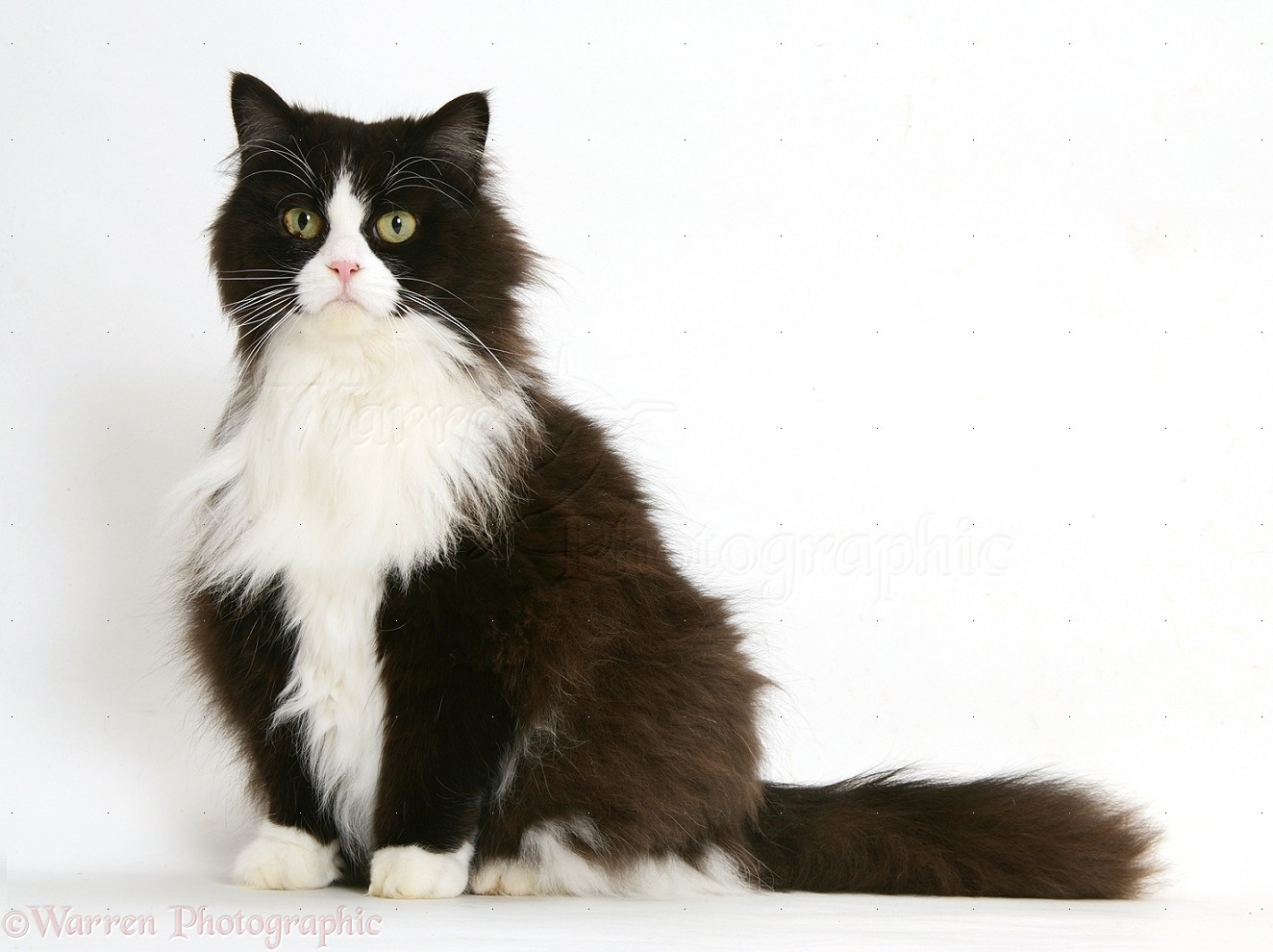 Fat Black And White Cat Background Jpg
