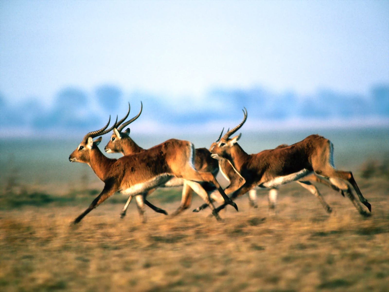 A Herd Of Antelope Wallpaper Photo Image Picture