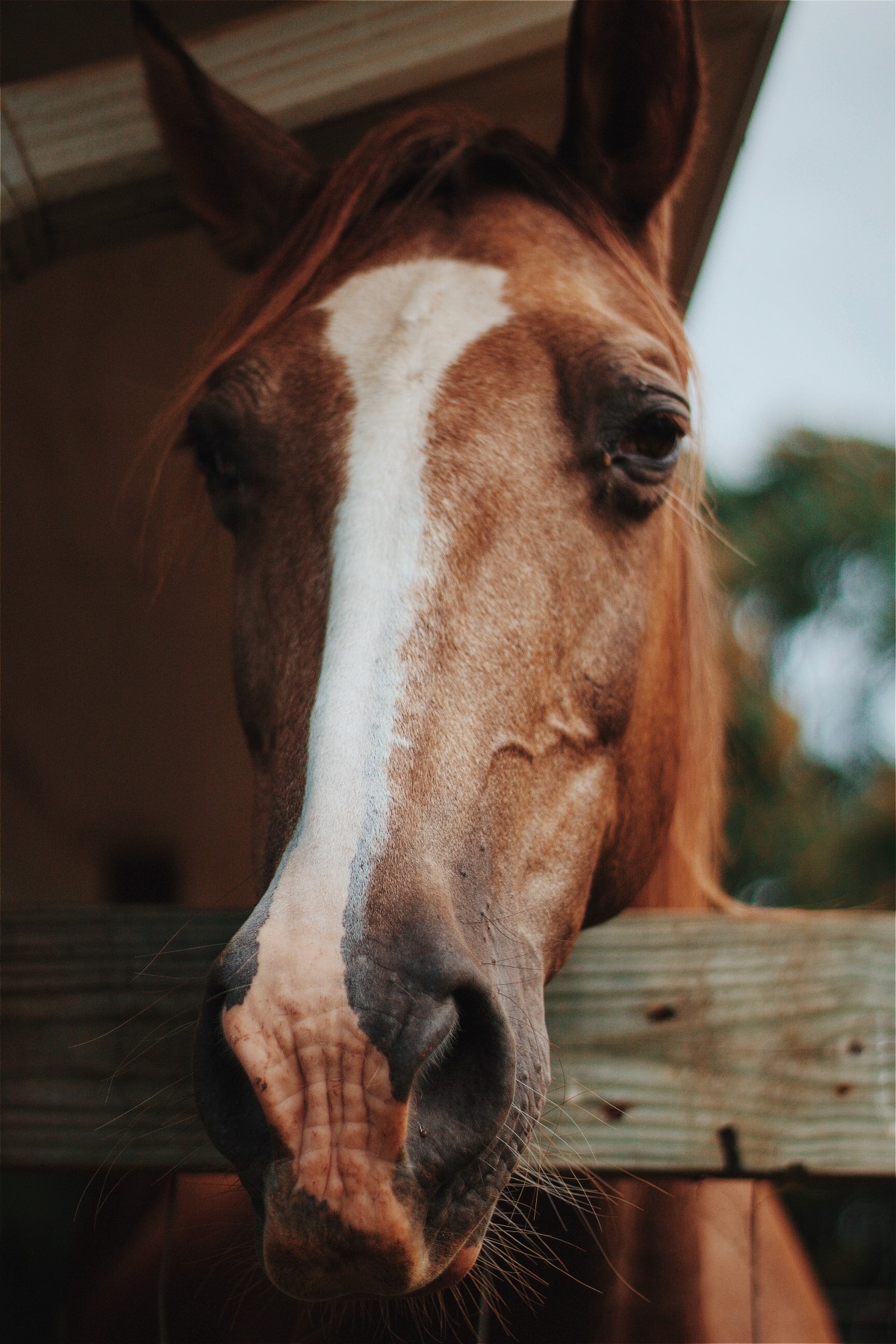 Animal Barn Close Up Equine Farm Horse Mane Nature Wallpaper