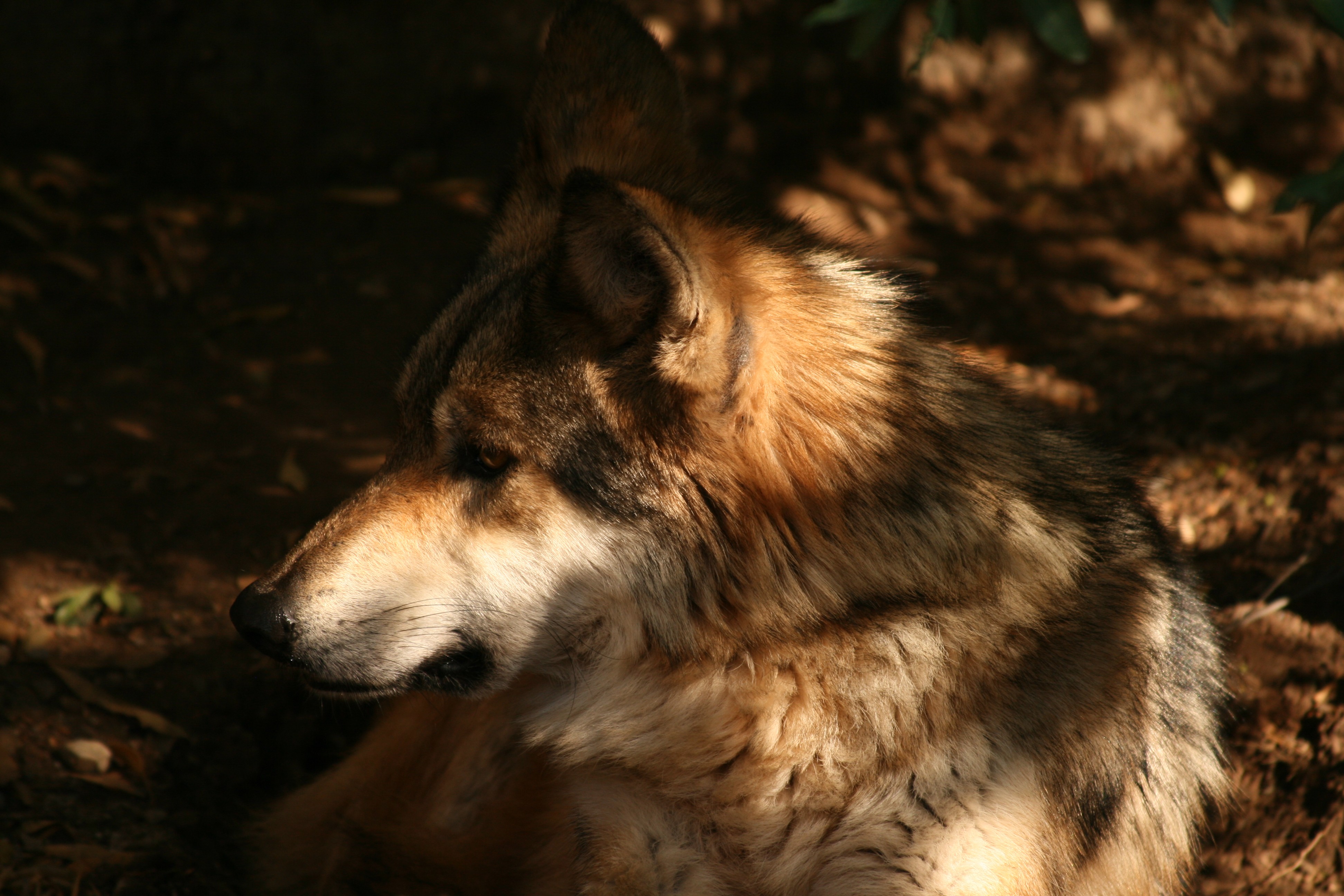 A close-up profile view of a wolf, illuminated by dappled sunlight, showcasing its thick fur and intense gaze