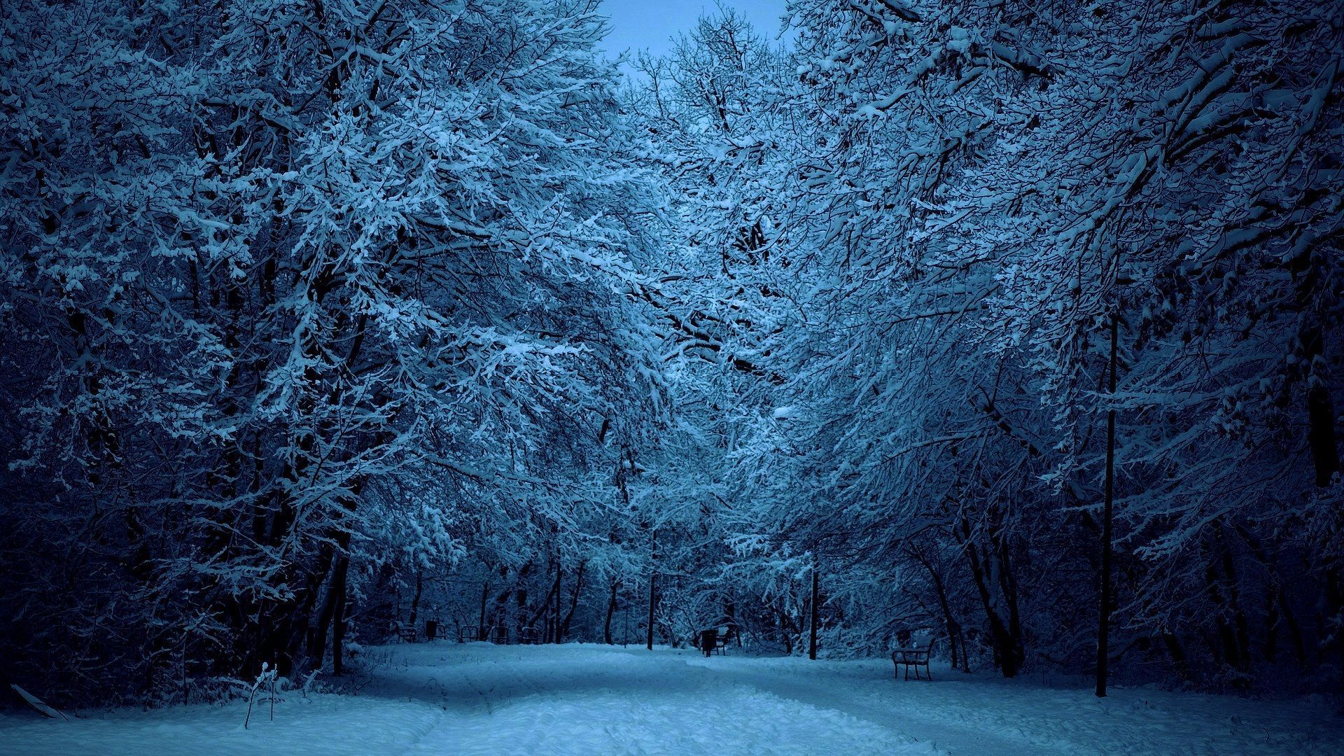 Snowy Forest Night Wallpaper