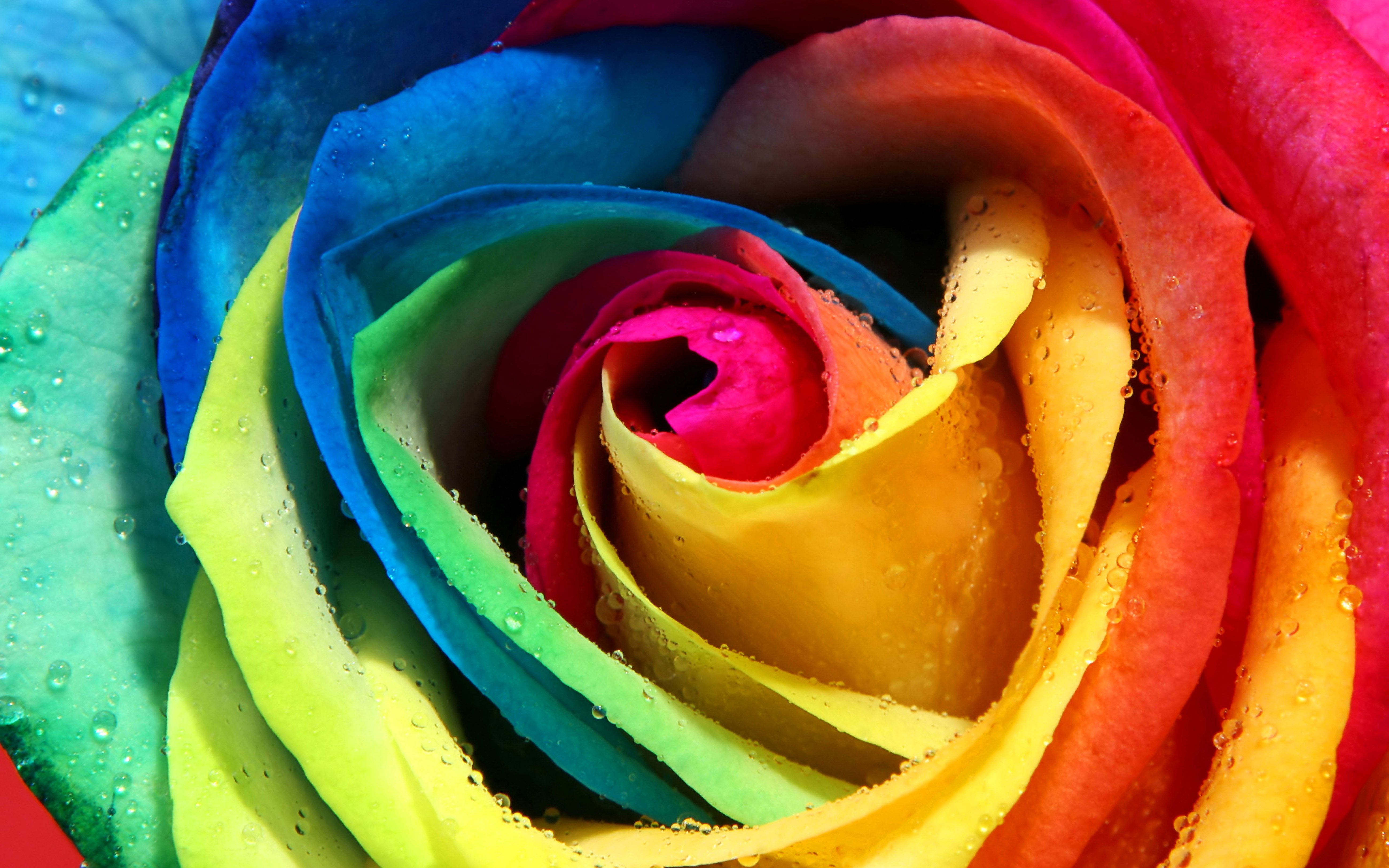 Rose colorful rainbow petals bud dew wallpaper
