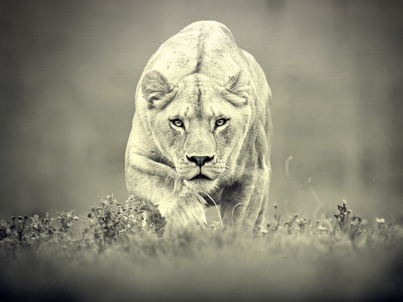 Lioness Stalking Wallpaper Pictures A Female Lion