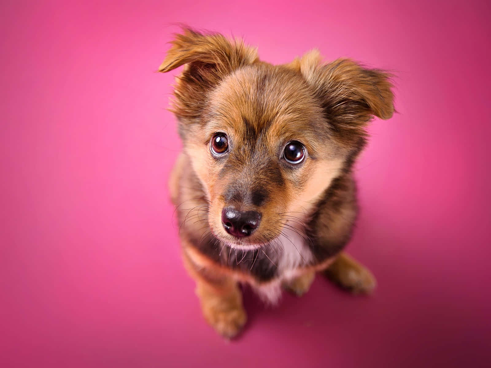 Pink Puppies Wallpaper