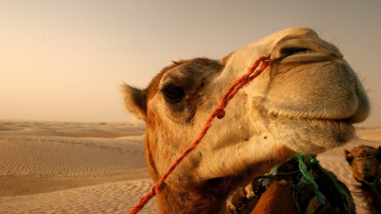 HD Camel Wallpaper With A In The Desert Camels Background