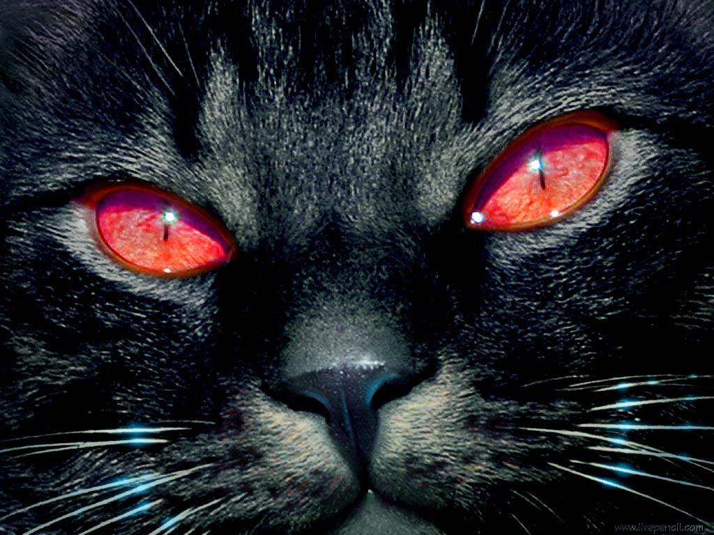 Black Cat Eyes Wallpapers Blue Cat Eyes Yellow Cat Eyes Green Red 1024x768