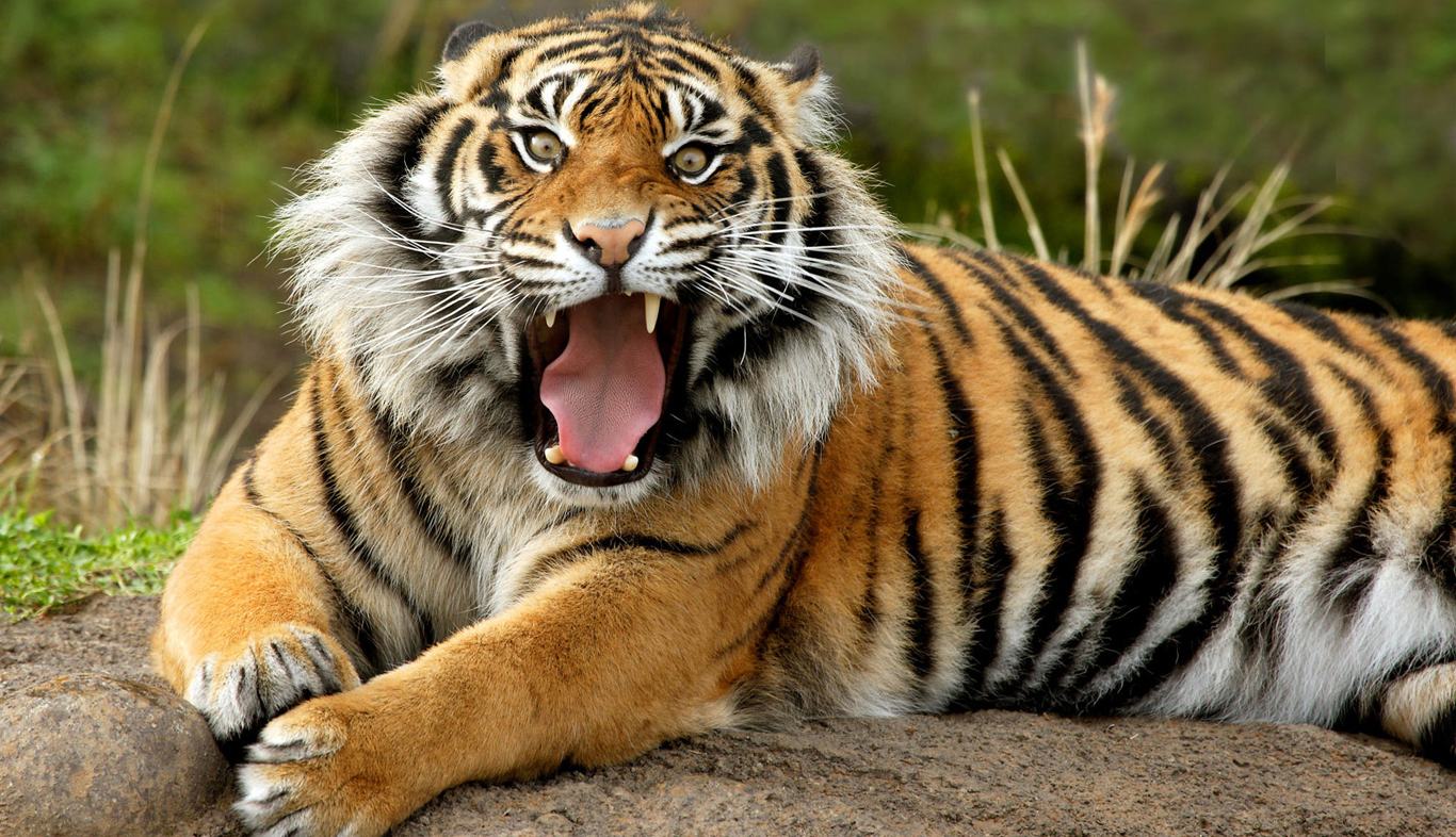 Wallpaper Background Dangerous Tiger