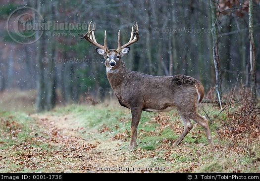 Whitetail Buck Wallpaper Pictures