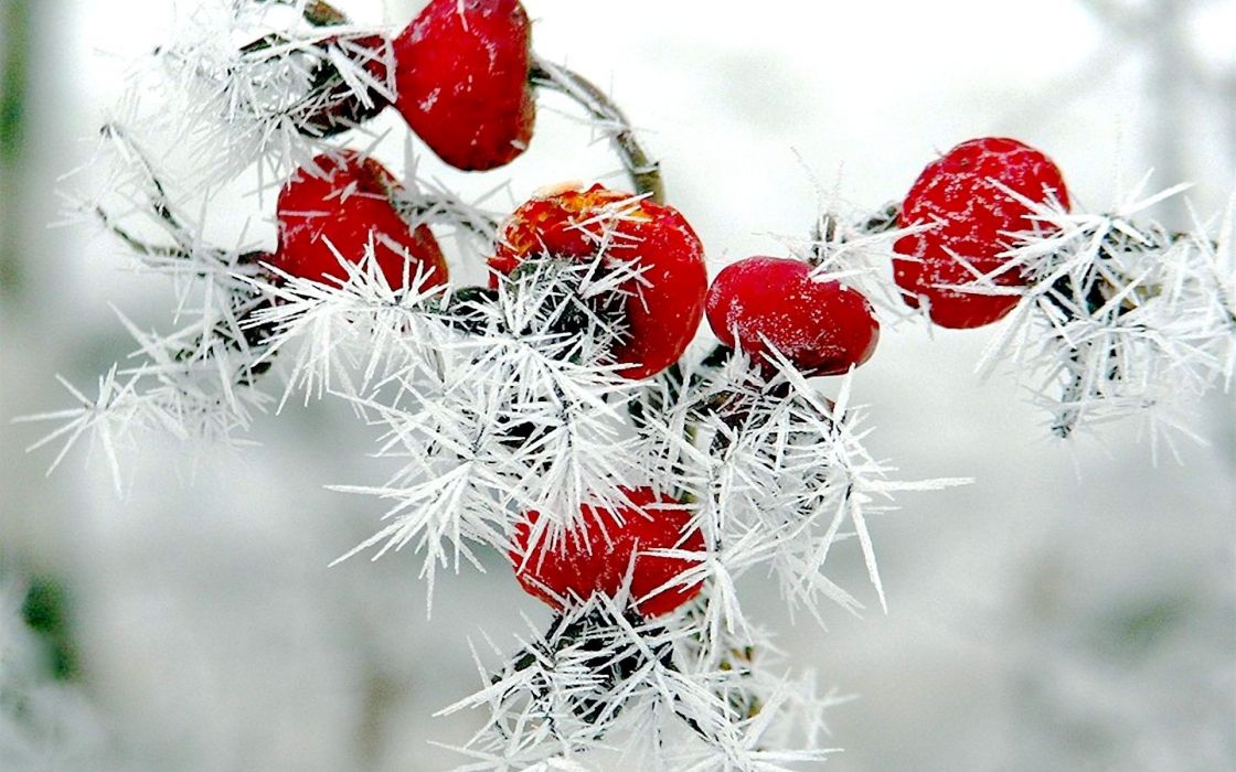 Nature winter red berries rose hips snow frost wallpaper