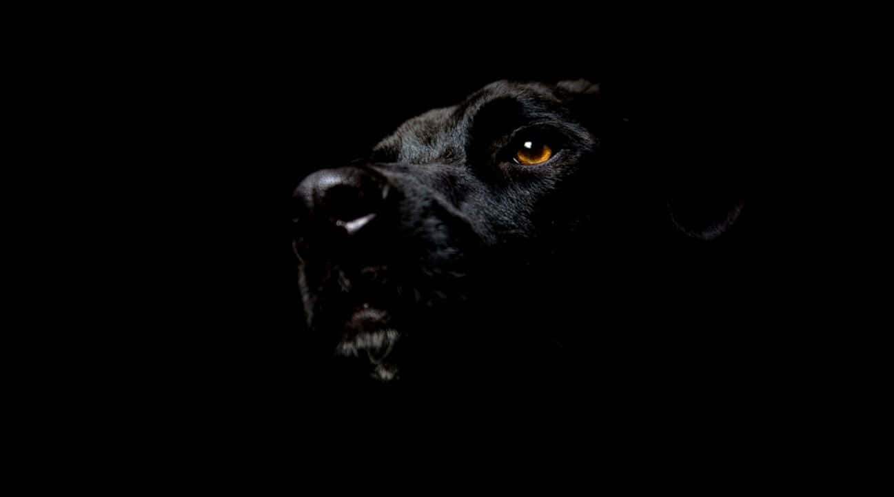 Black Pitbull Wallpaper