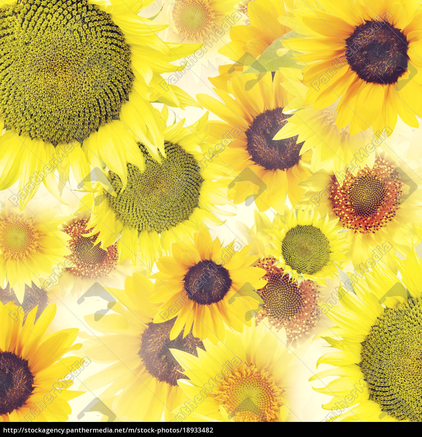 Sunflowers Background Stock Image Panthermedia