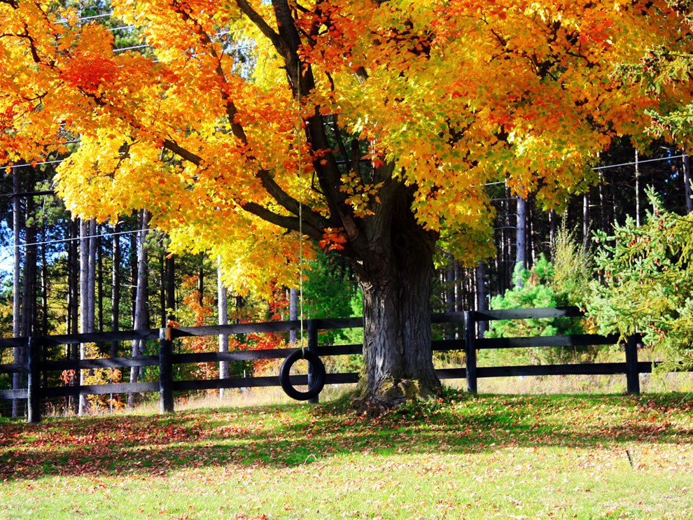 Fall Season Tree Tire Swing In Autumn