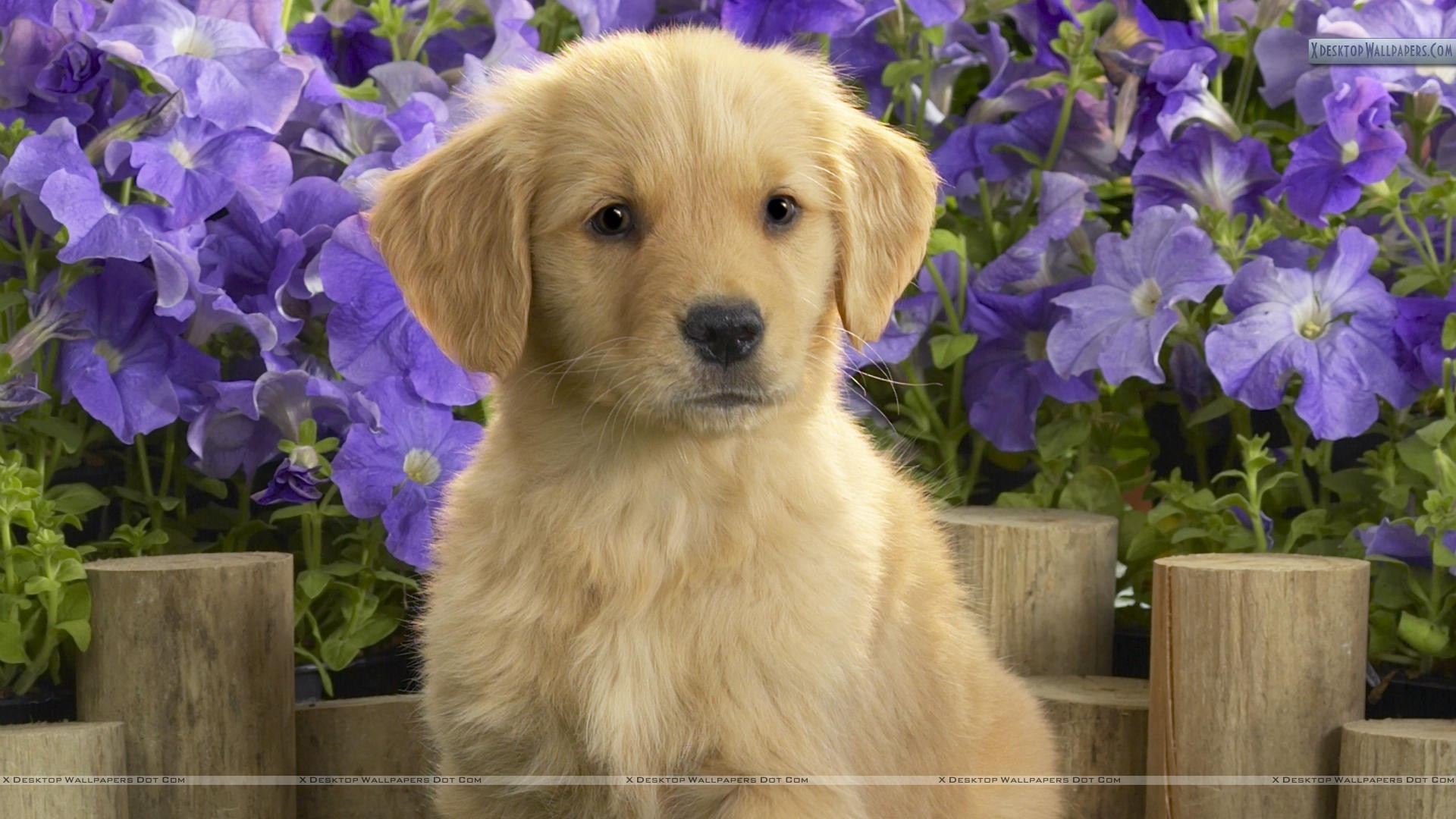 Purple Visit Puppy Screensavers Flowers Wallpaper HD