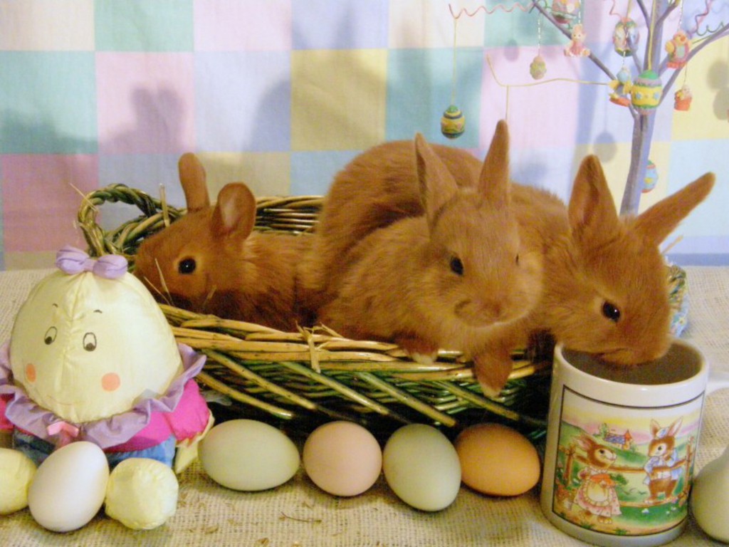 Elegant Picture Of Bunny Basket Egg Chick And Many More