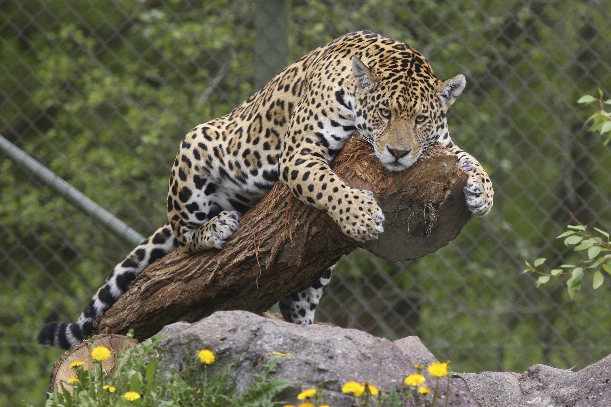 Free Download Animal Jaguar Wallpaper 2048x1365 For Your Desktop