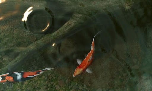 Install Amazing Free Koi Fish Live Wallpaper for you Android You