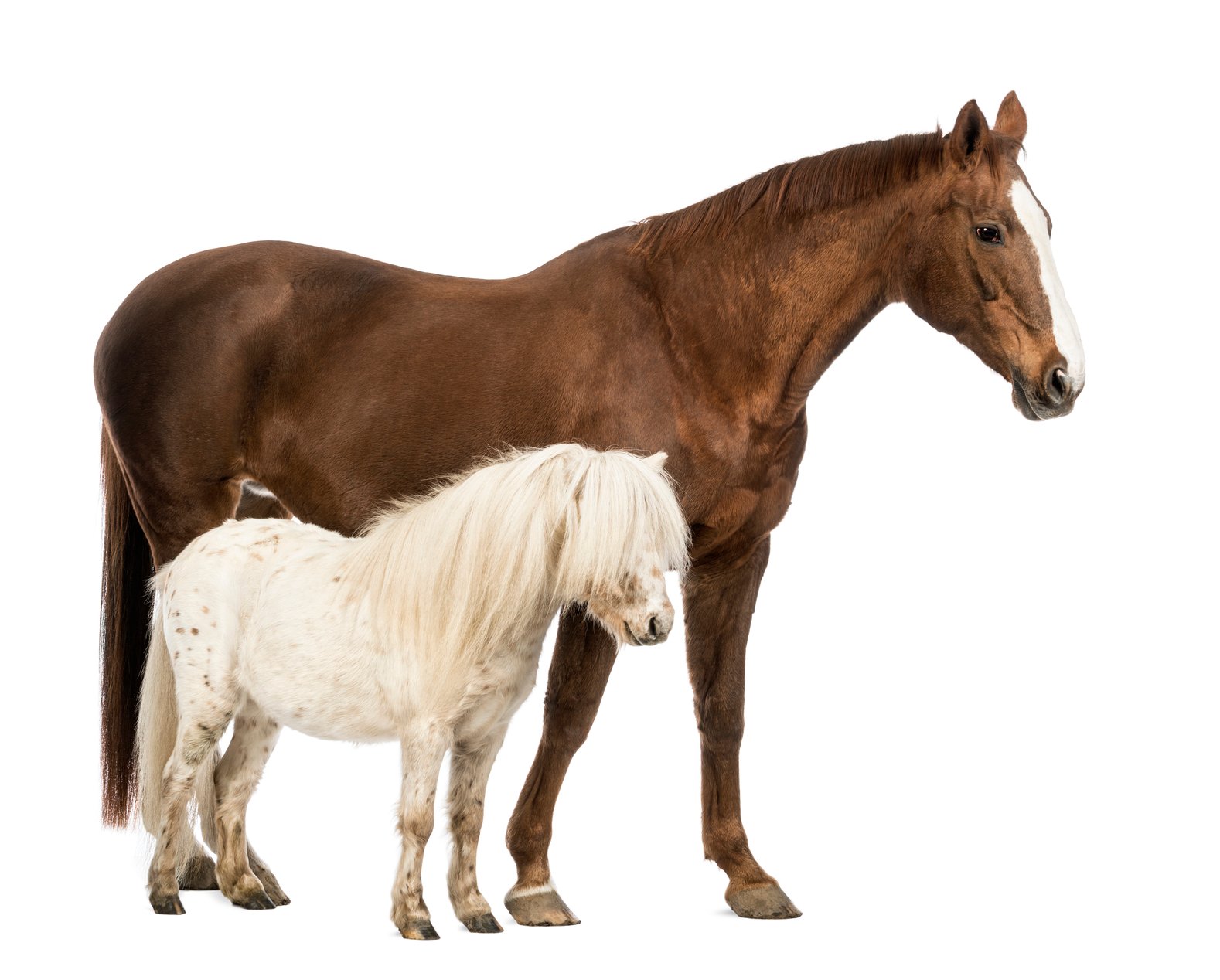 Horse White Background Front of white background 1578x1268