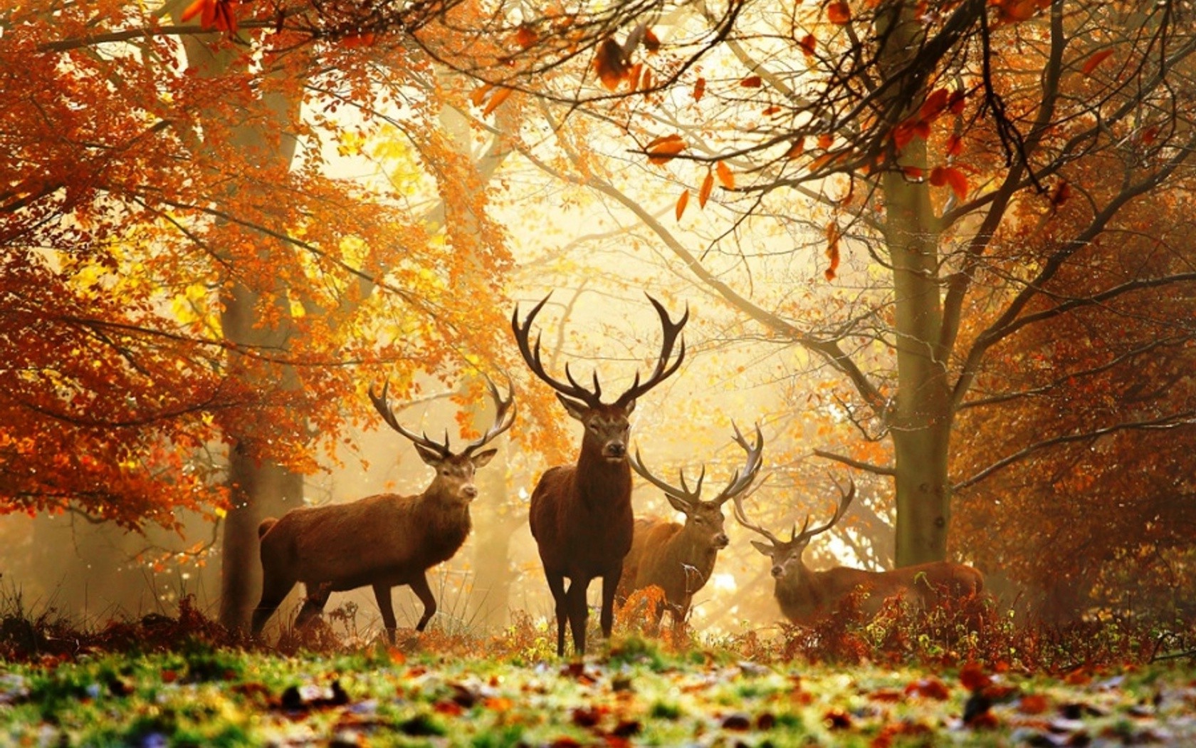 Deer Nature Animals Wallpaper HD