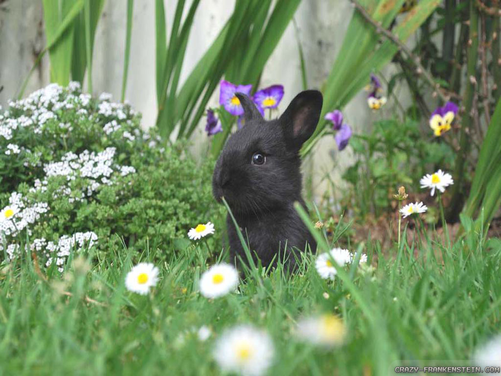 Wallpaper Black Baby Bunny Spring Animals