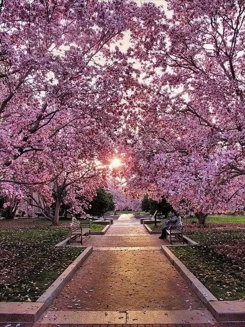 Download Cherry Blossom Walk Washington DC Wallpaper HD FREE Uploaded 480x640