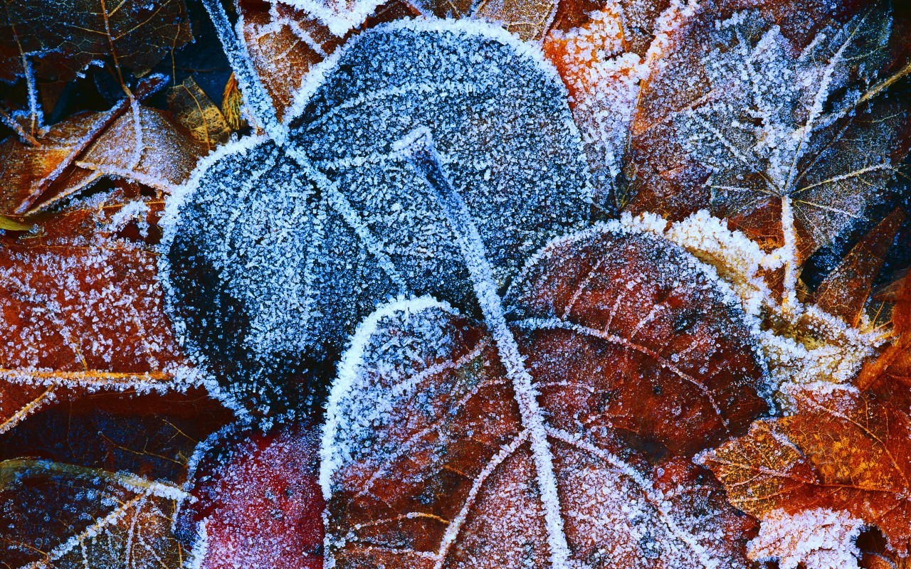 Stunning Frost Wallpaper HD Widescreen Desktop Images