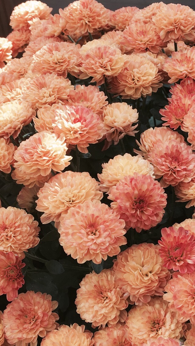 Vintage Peach Aesthetic Background Wallpaper