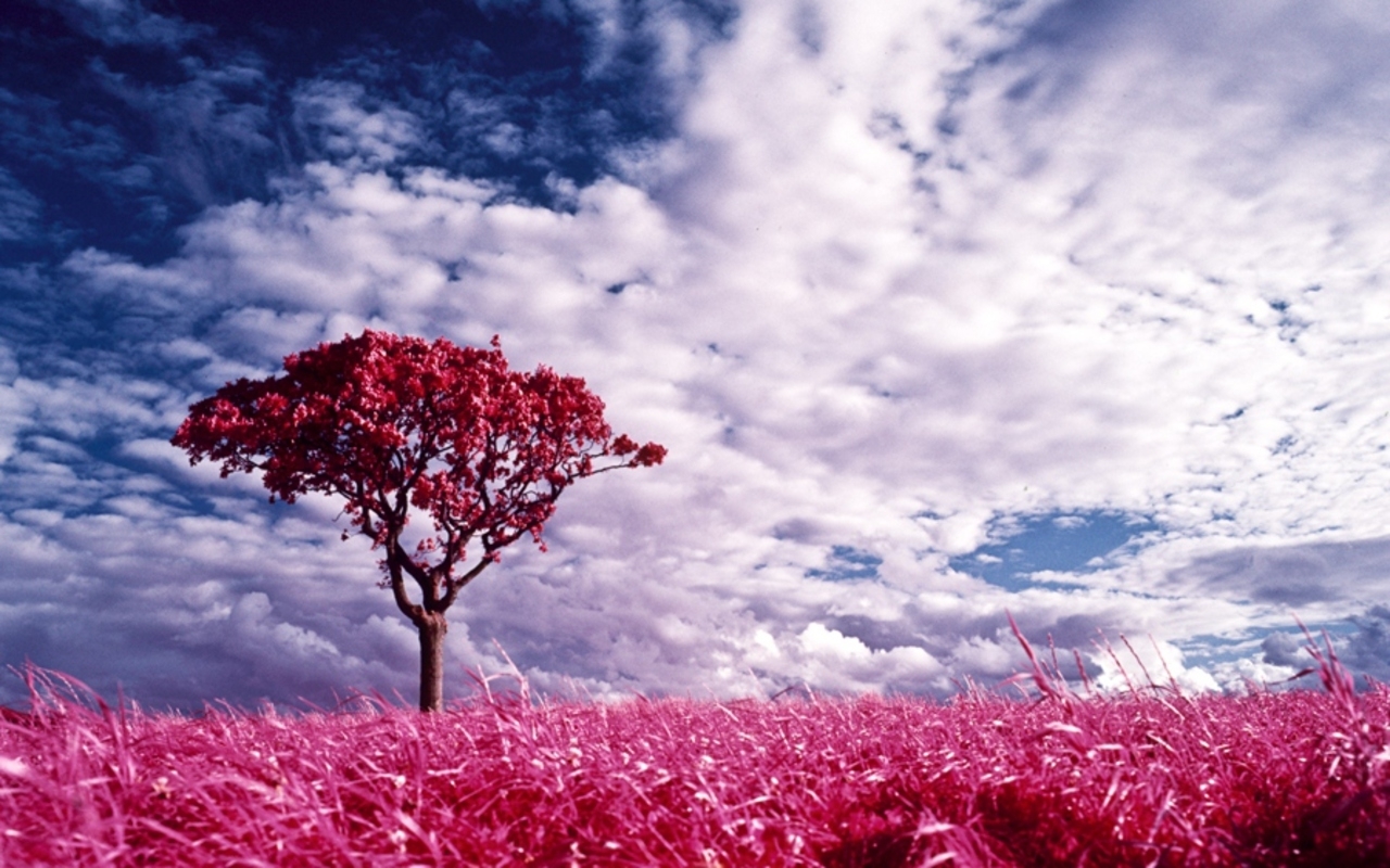 Pink Dreamland Color Wallpaper